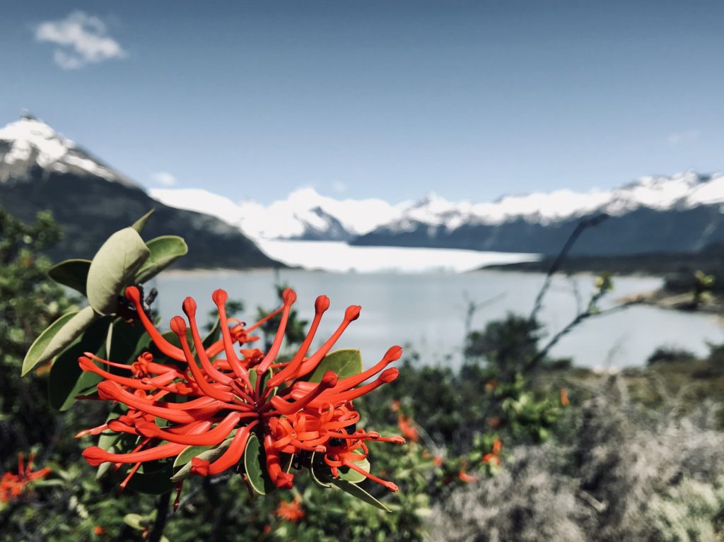 Los imperdibles de El Calafate: qué hacer y cuándo viajar