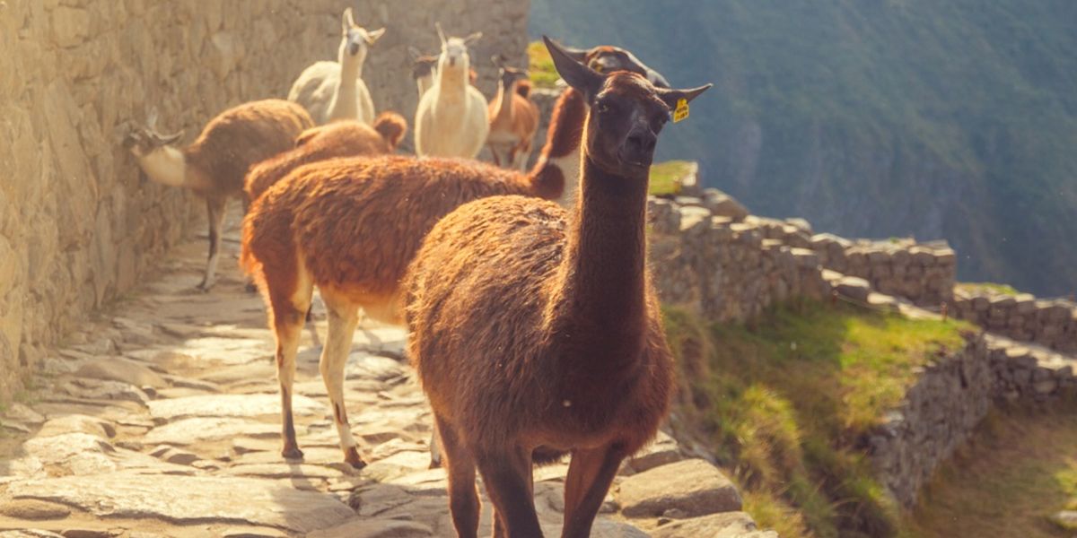 ¡Paquete de 7 noches a Cusco con desayuno a partir de AR$ 700.523 desde Bs. As.! 🦙