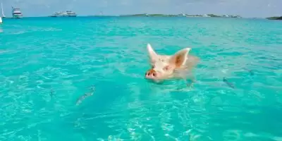 Vuelos para este Verano a Bahamas 🐽 con Carry On a partir de U$D 268 desde Miami 🏝️