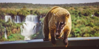 Travel Sale 2025: Hoteles 3 ⭐ en Iguazú con hasta 15% OFF o en hasta 15 cuotas sin interés y opciones en verano ☀️