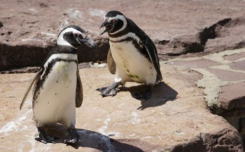 pingüinos de Magallanes