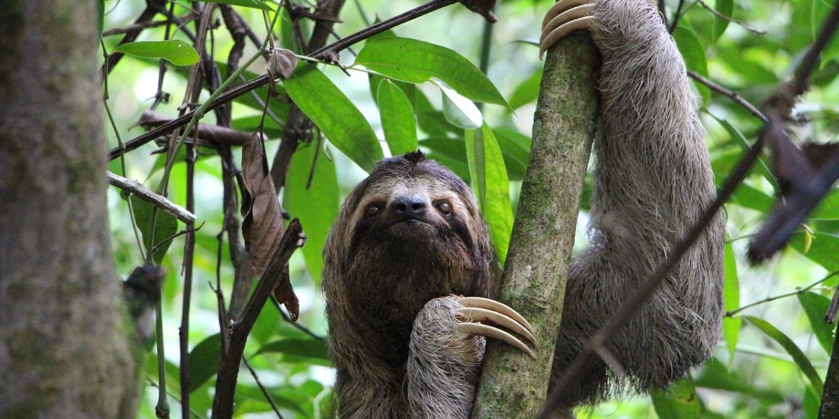 San José, Costa Rica 🦥 a partir de U$D 555 desde Buenos Aires