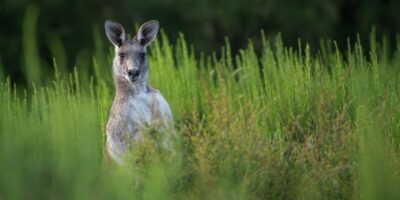 ¿Sabes cuanto cuesta Volar a Oceanía 🦘 desde Buenos Aires? 🌍