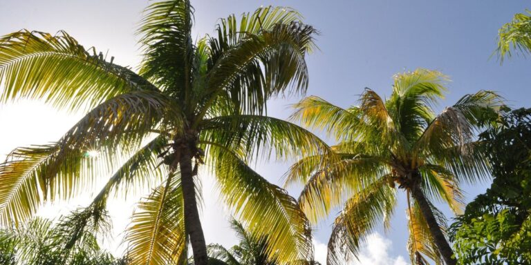 Cyber Monday 2025: ¡Imperdible! Vuelos regalados a Punta Cana desde Córdoba a partir de U$D 411 🔥 🔥🔥