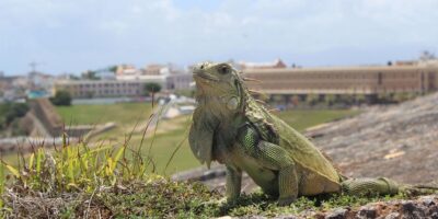 San Juan, Puerto Rico a partir de U$D 638 desde Buenos Aires