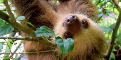 ¡Hermoso! 🐒 Panamá + Costa Rica con Carry On a partir de U$D 543 desde Buenos Aires 🦜 (2 de 3 tramos directos)