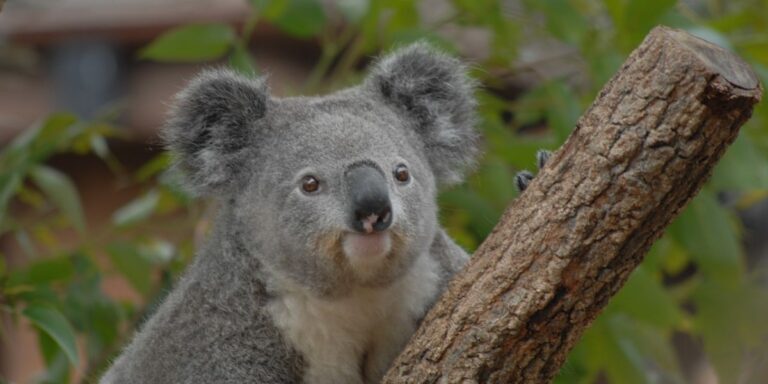 Los vuelos más económicos a Sidney, Melbourne y Auckland 🌏 desde Bs. As.