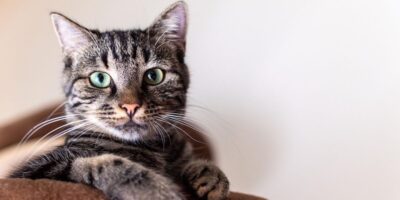 Volar con tu gato: todo lo que necesitás saber para viajar seguro y feliz 😸✈️