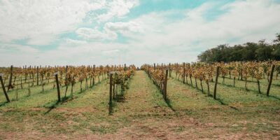 Experiencia completa en el Viñedo Gamboa 🍇: vino, almuerzo y traslado incluido con hasta 20% de descuento 🔥